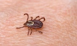 Энцефалит больше не будет тревожить человека