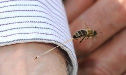 Житель Оренбурга скончался от укуса пчелы