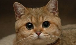 Аллергия на кошек