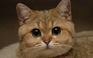 Аллергия на кошек