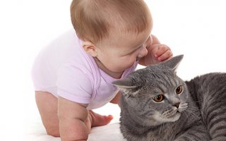 Аллергия на шерсть