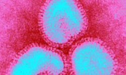 Сезонный грипп H3N2