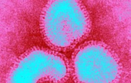 Сезонный грипп H3N2