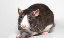 Ученые изобрели способ, который в дальнейшем позволит избежать опытов на животных
