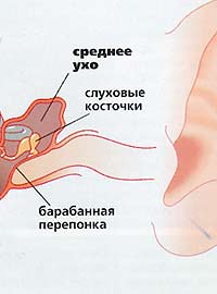Ухо
