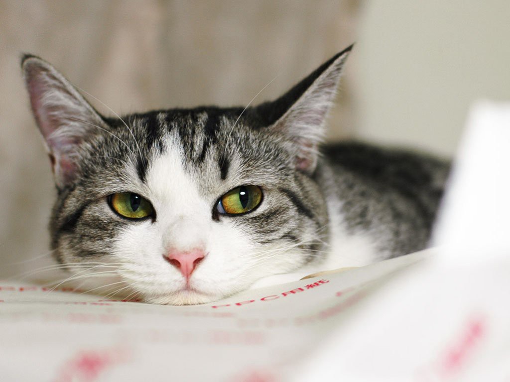 Кошка