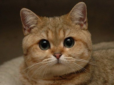 Аллергия на кошек