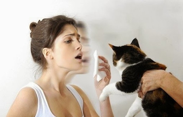 Аллергия на кошачью шерсть